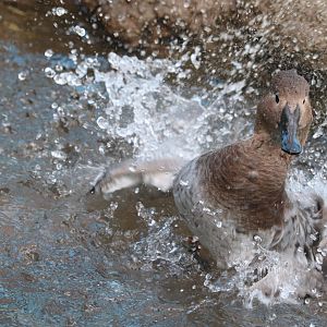 Bird House - Canvasback