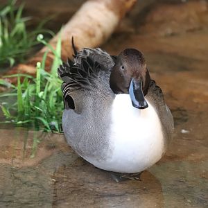 Bird House - Northern Pintail