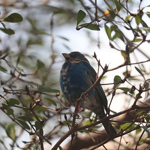 Bird House - Indigo Bunting