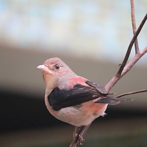 Bird House - Scarlet Tanager