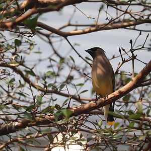 Bird House - Cedar Waxwing