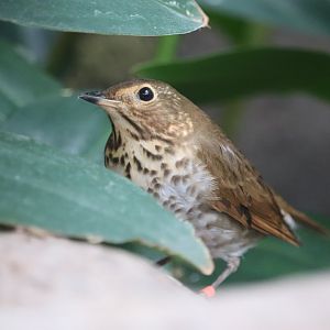 Bird House - Swainson's Thrush