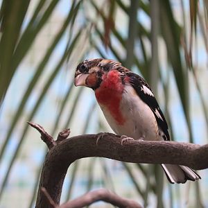 Bird House - Rose-Breasted Grosbeak