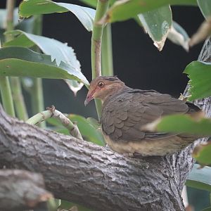 Bird House - Ruddy Quail-Dove