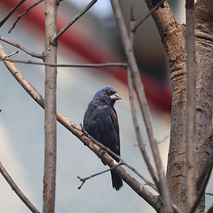 Bird House - Blue Grosbeak