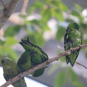 Bird House - Barred Parakeet