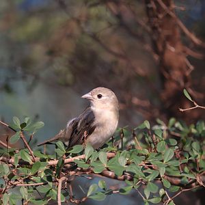 Bird House - Scarlet Tanager