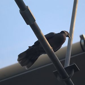 Bird House - Band-Tailed Pigeon