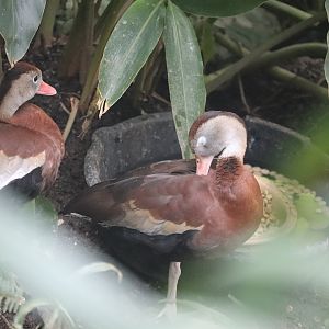 Bird House - Black-Bellied Whistling Duck