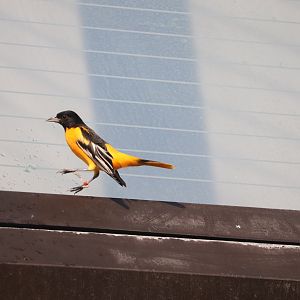 Bird House - Baltimore Oriole