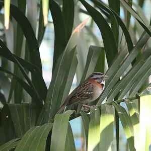 Bird House - Rufous-Collard Sparrow