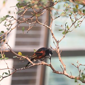 Bird House - Orchard Oriole