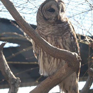 Bird House - Barred Owl