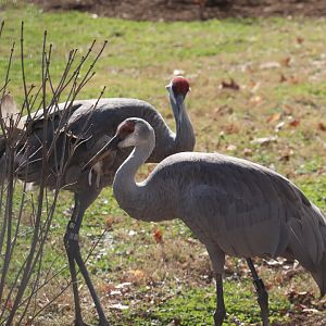 Bird House - Sandhill Crane
