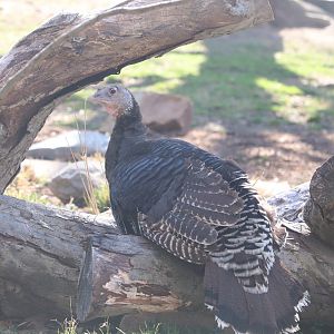 Bird House - Standard Bronze (Domestic) Turkey