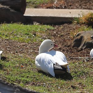 Bird House - Ross's Goose