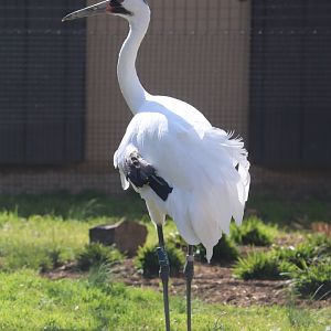 Bird House - Whooping Crane
