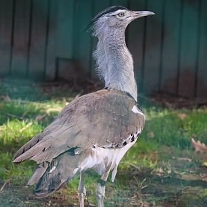 Bird House - Kori Bustard