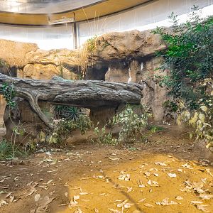 Komodo Kingdom: Woodlands