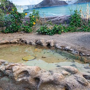 Komodo Kingdom: Beach