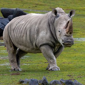 Southern White Rhino