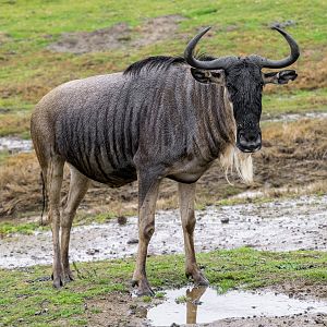 White Bearded Gnu