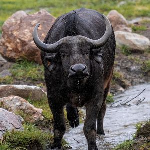 Cape Buffalo