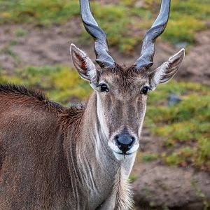 Patterson’s Eland