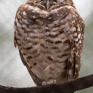 Western Burrowing Owl