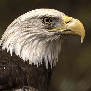 Northern Bald Eagle