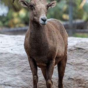 Desert Bighorn Sheep