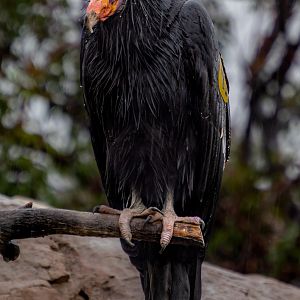 California Condor