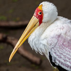 Yellow Billed Stork
