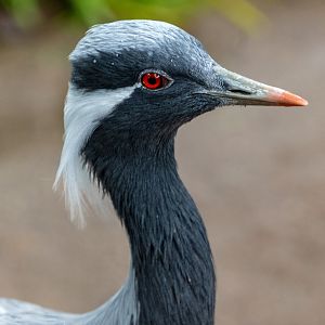 Demoiselle Crane