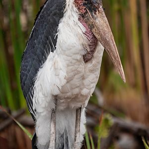 Marabou Stork
