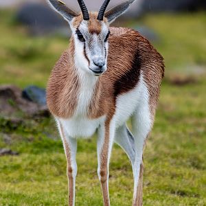 South African Springbok