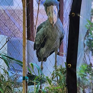 Shoebill Stork