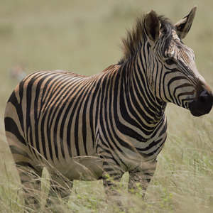 Hartmann’s mountain zebra (Equus zebra hartmannae)