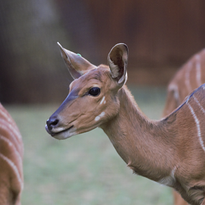 Nyala (Tragelaphus angasii)