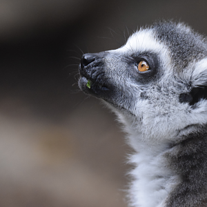 Ring-tailed lemur (Lemur catta)