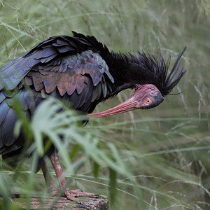 Waldrapp (Geronticus eremita)