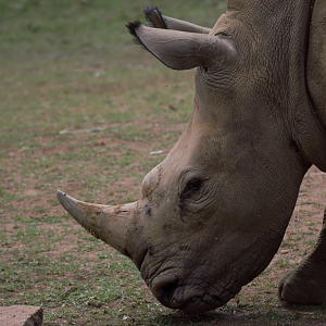 White Rhino (Ceratotherium simum simum)