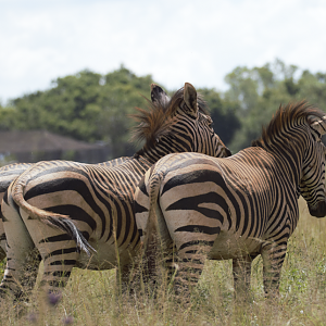 Hartmann’s mountain zebra (Equus zebra hartmannae)