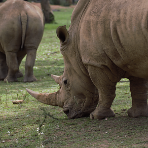 Peter, White Rhino (Ceratotherium simum simum)