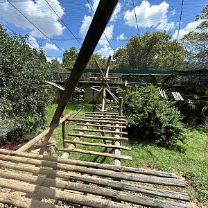 Colombian Black Spider Monkey Enclosure (Ateles fusciceps rufiventris)
