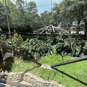 Siamang Enclosure (Symphalangus syndactylus)