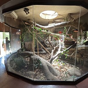 Green Iguana Enclosure (Iguana iguana)