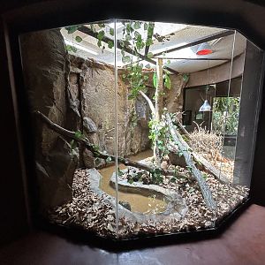 Brazilian Rainbow Boa Enclosure (Epicrates cenchria cenchria)