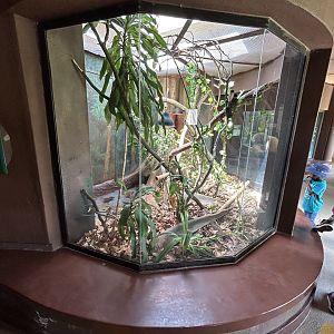 Burmese Python Enclosure (Python bivittatus)