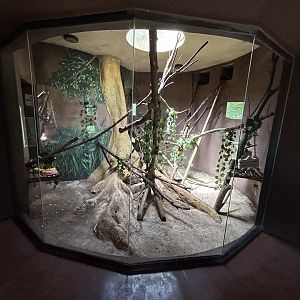 Emperor Tamarin Indoor Enclosure (Saguinus imperator)